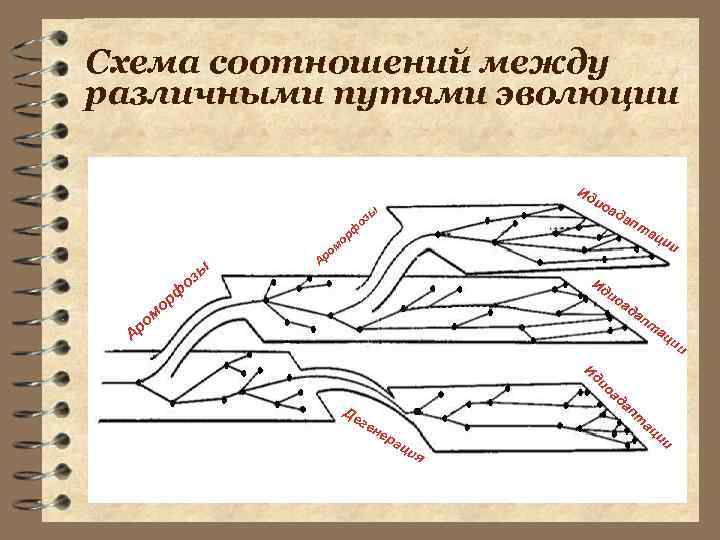 Схема соотношений между различными путями эволюции Ид ио зы зы м ро ад о