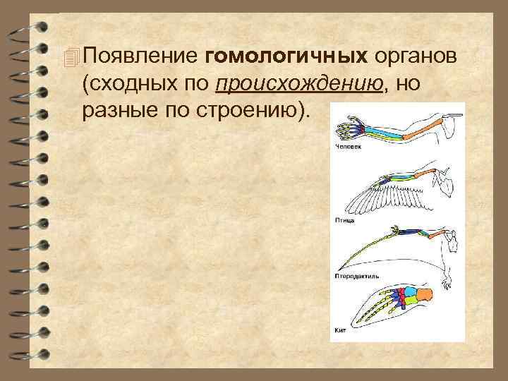 4 Появление гомологичных органов (сходных по происхождению, но разные по строению). 