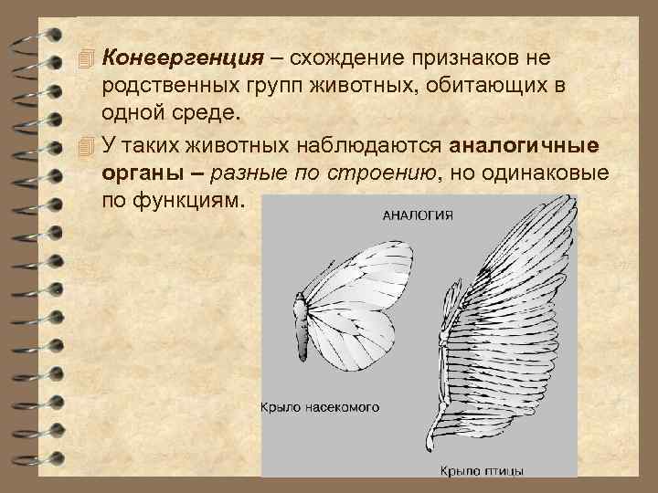 4 Конвергенция – схождение признаков не родственных групп животных, обитающих в одной среде. 4