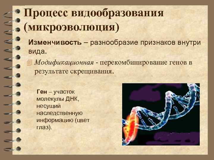 Процесс видообразования (микроэволюция) Изменчивость – разнообразие признаков внутри вида. 4 Модификационная - перекомбинирование генов