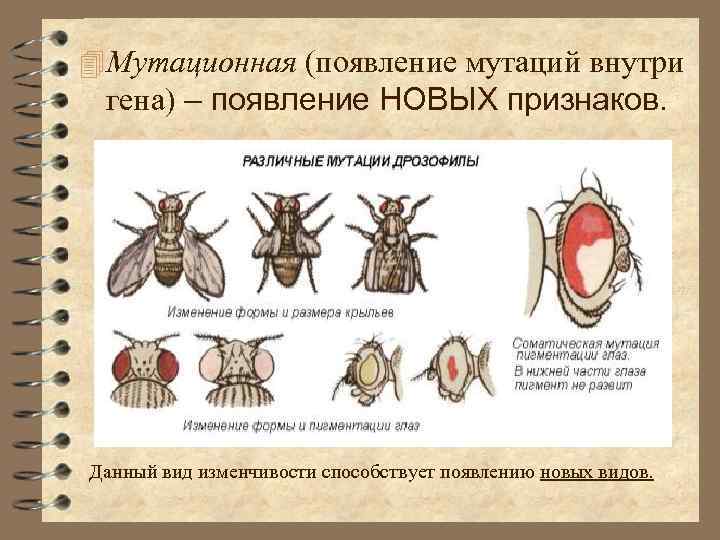 Появление новых видов. Мутационный процесс дрозофилы. Мутационный процесс схема. Мутационный процесс видообразования. Дрозофила мутации крыльев.