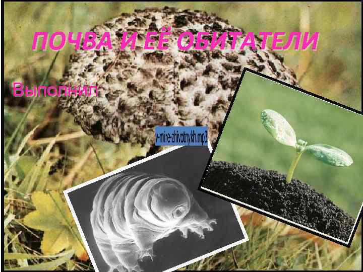 ПОЧВА И ЕЁ ОБИТАТЕЛИ Выполнил 