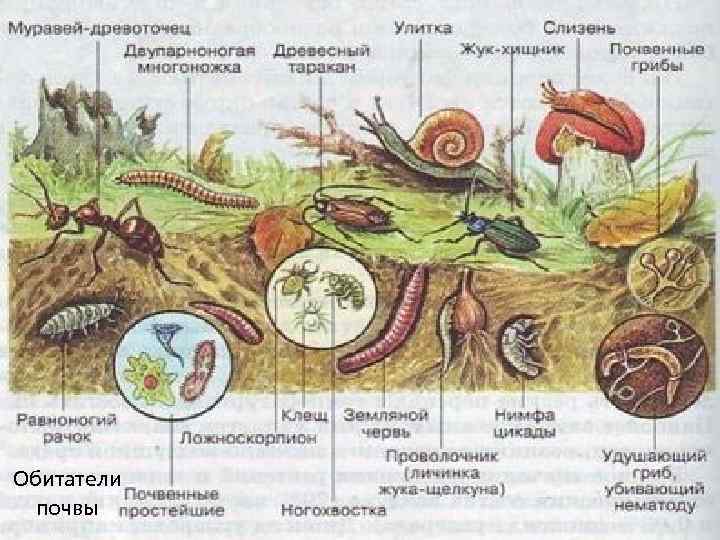 Обитатели почвы 