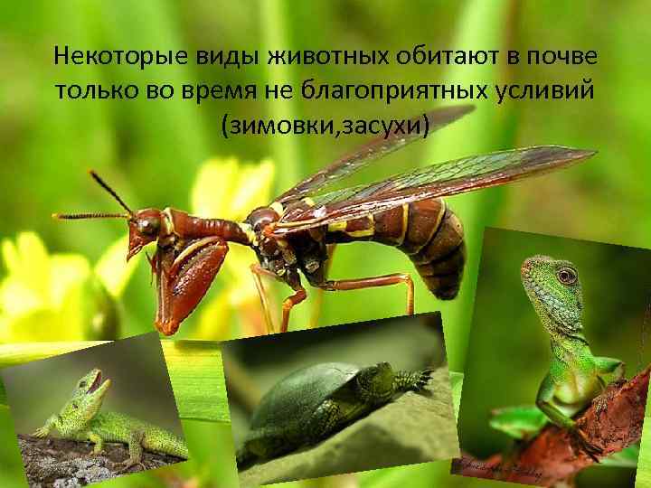Некоторые виды животных обитают в почве только во время не благоприятных усливий (зимовки, засухи)