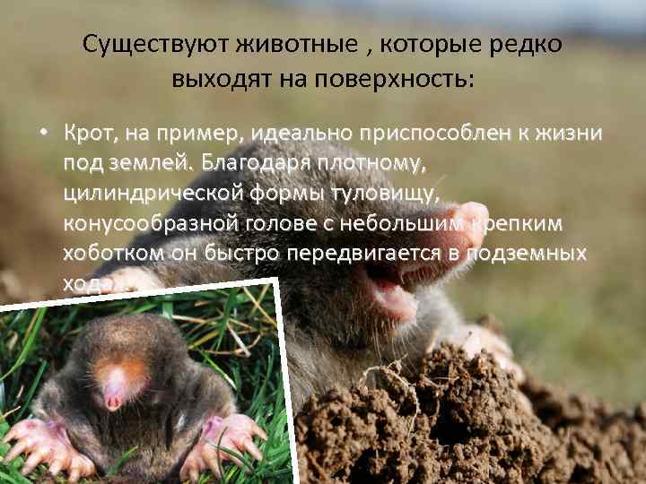 Существуют животные , которые редко выходят на поверхность: • Крот, на пример, идеально приспособлен