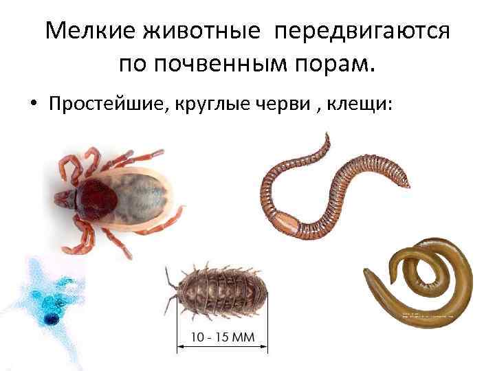 Мелкие животные передвигаются по почвенным порам. • Простейшие, круглые черви , клещи: 