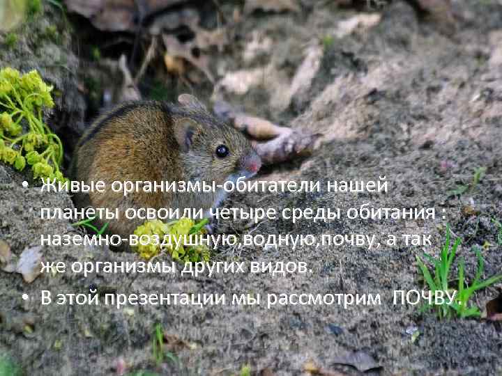  • Живые организмы-обитатели нашей планеты освоили четыре среды обитания : наземно-воздушную, водную, почву,