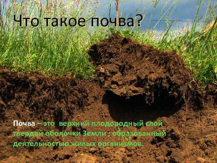 Что такое почва? Почва – это верхний плодородный слой твердой оболочки Земли , образованный