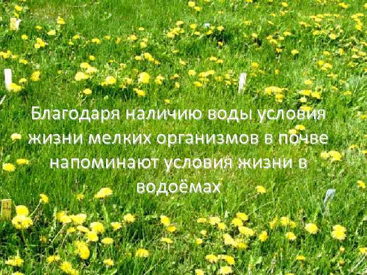 Благодаря наличию воды условия жизни мелких организмов в почве напоминают условия жизни в водоёмах