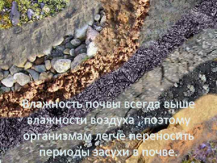 Влажность почвы всегда выше влажности воздуха , поэтому организмам легче переносить периоды засухи в