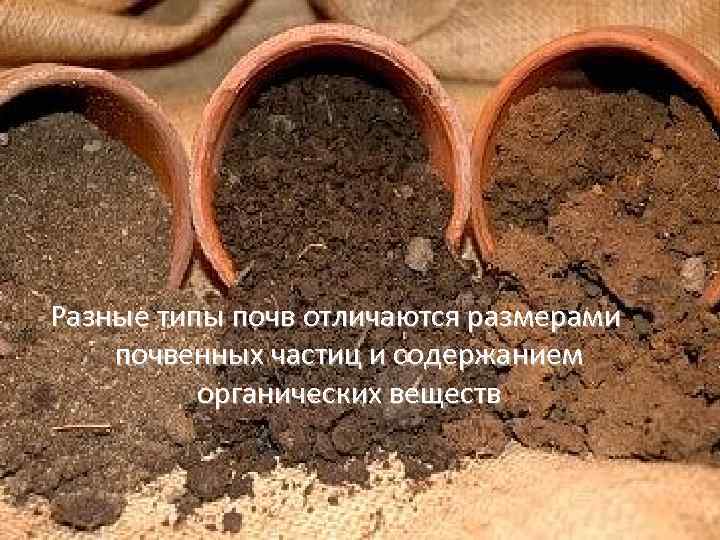 Разные типы почв отличаются размерами почвенных частиц и содержанием органических веществ 