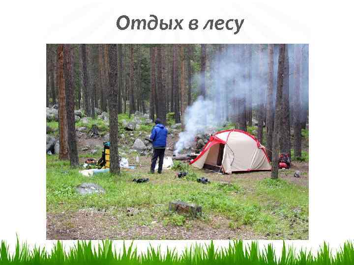 Отдых в лесу 