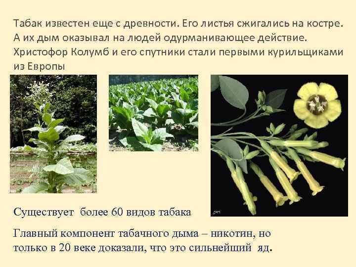 Табак известен еще с древности. Его листья сжигались на костре. А их дым оказывал