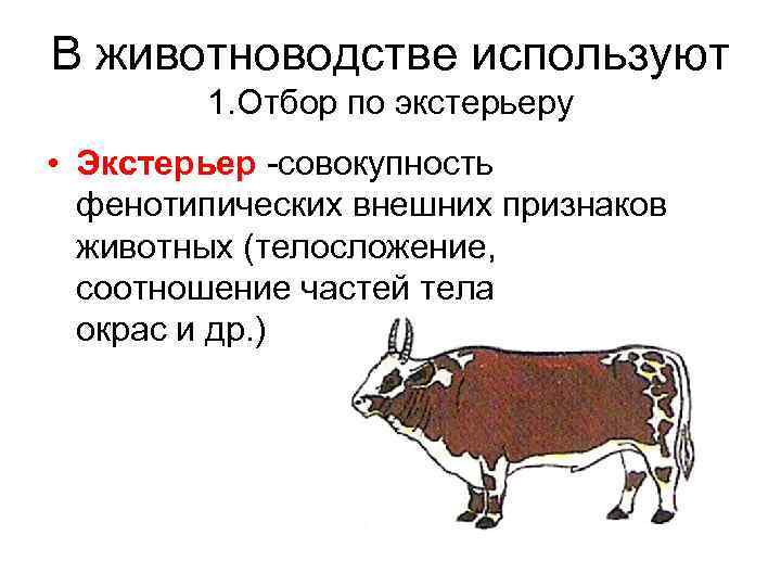 В животноводстве используют 1. Отбор по экстерьеру • Экстерьер -совокупность фенотипических внешних признаков животных