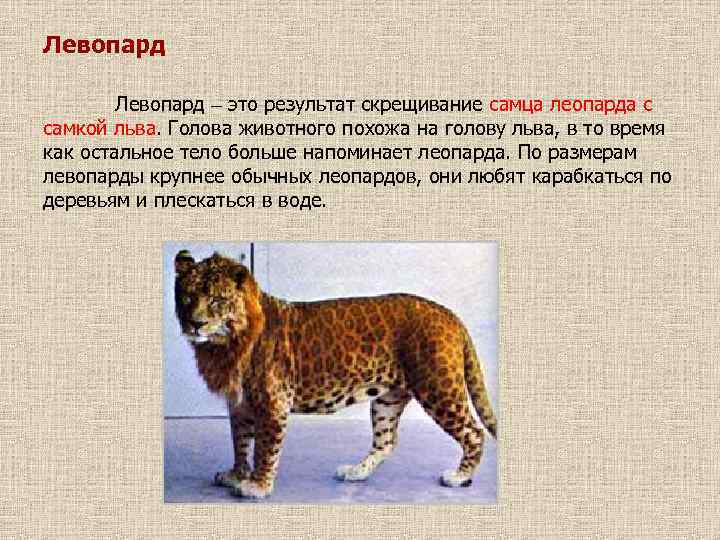 Левопард – это результат скрещивание самца леопарда с самкой льва. Голова животного похожа на