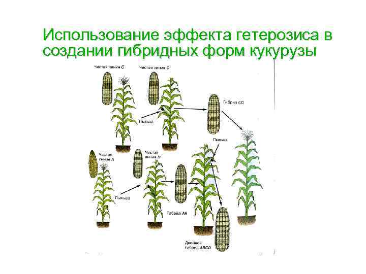 Использование эффекта гетерозиса в создании гибридных форм кукурузы 
