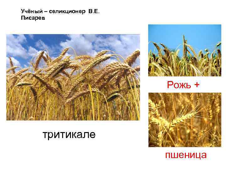 Учёный – селикционер В. Е. Писарев Рожь + тритикале пшеница 