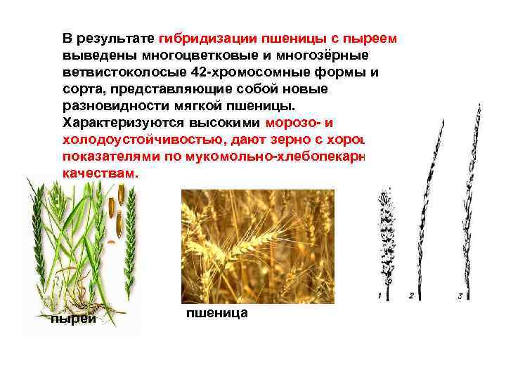В результате гибридизации пшеницы с пыреем выведены многоцветковые и многозёрные ветвистоколосые 42 -хромосомные формы