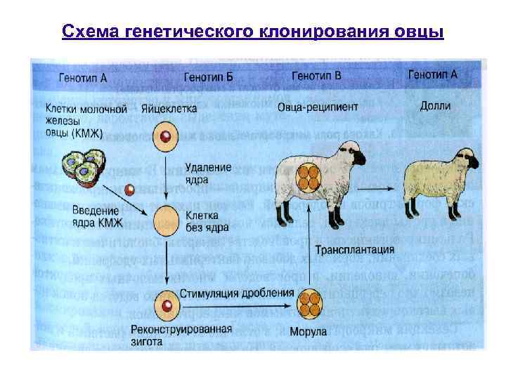 Схема генетического клонирования овцы 