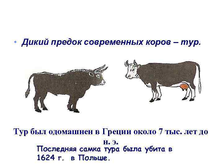  • Дикий предок современных коров – тур. Тур был одомашнен в Греции около