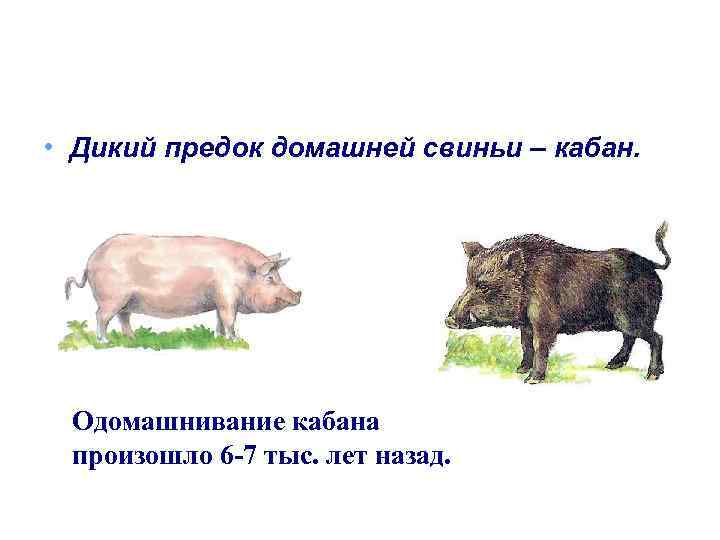  • Дикий предок домашней свиньи – кабан. Одомашнивание кабана произошло 6 -7 тыс.