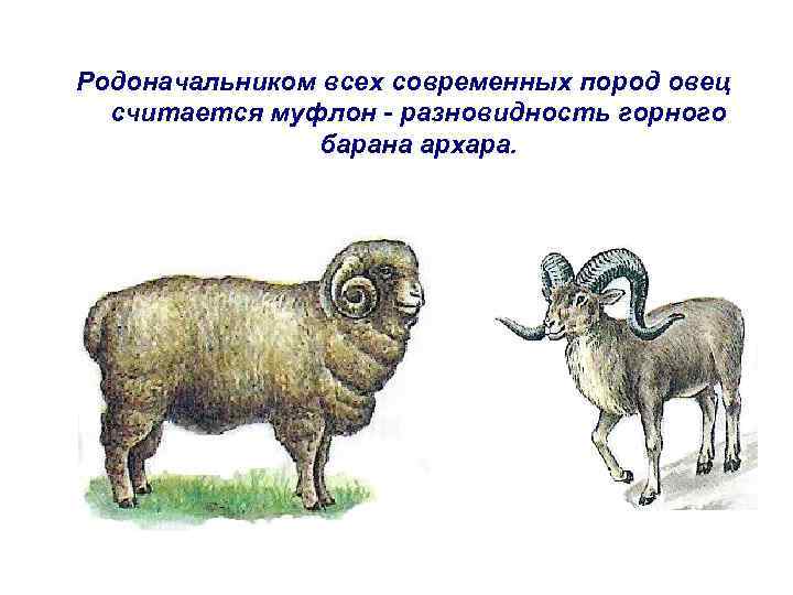 Родоначальником всех современных пород овец считается муфлон - разновидность горного барана архара. 