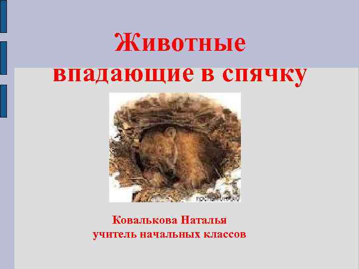 Животные впадающие в спячку Ковалькова Наталья учитель начальных классов 