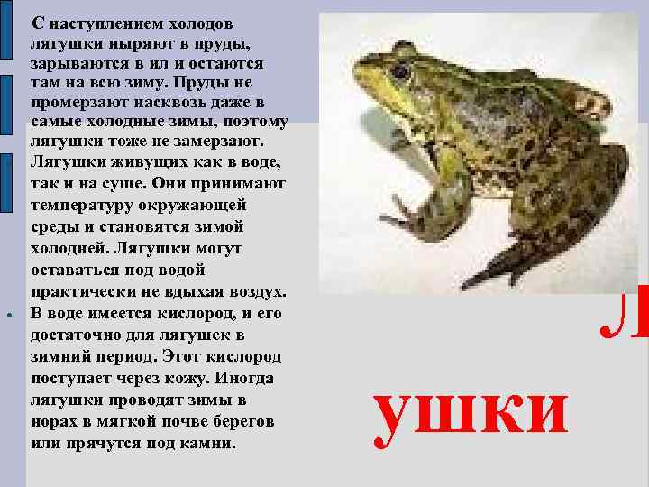  С наступлением холодов лягушки ныряют в пруды, зарываются в ил и остаются там