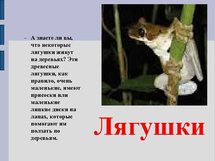  А знаете ли вы, что некоторые лягушки живут на деревьях? Эти древесные лягушки,