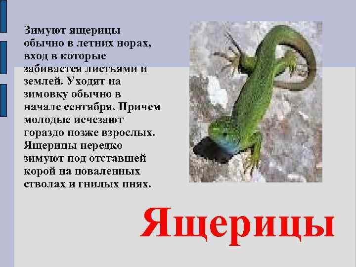 Зимуют ящерицы обычно в летних норах, вход в которые забивается листьями и землей. Уходят