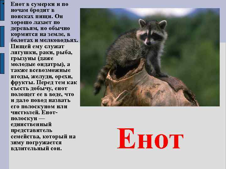  • Енот в сумерки и по ночам бродит в поисках пищи. Он хорошо