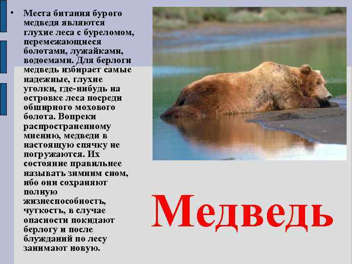  • Места битания бурого медведя являются глухие леса с буреломом, перемежающиеся болотами, лужайками,