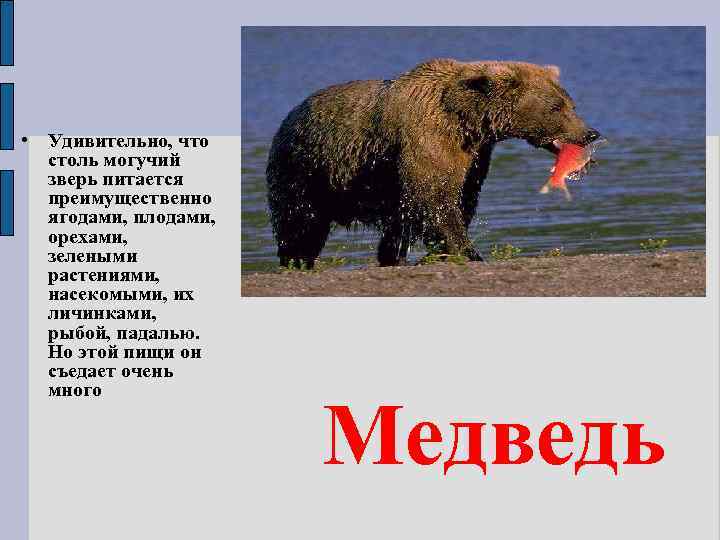  • Удивительно, что столь могучий зверь питается преимущественно ягодами, плодами, орехами, зелеными растениями,