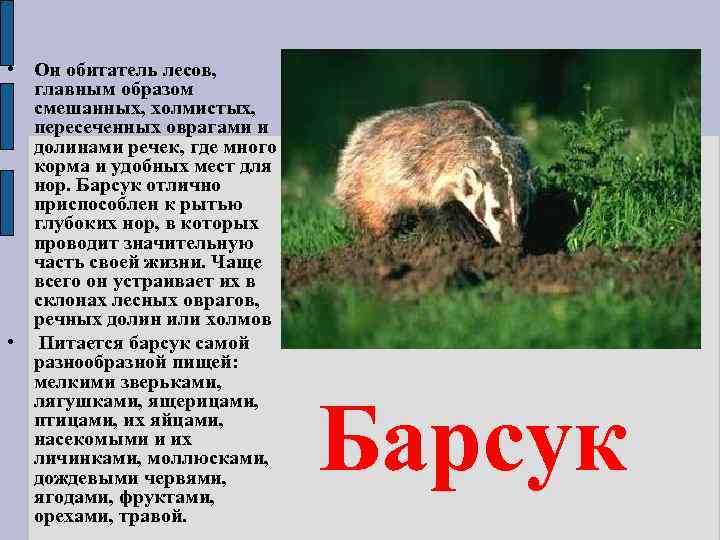  • Он обитатель лесов, главным образом смешанных, холмистых, пересеченных оврагами и долинами речек,