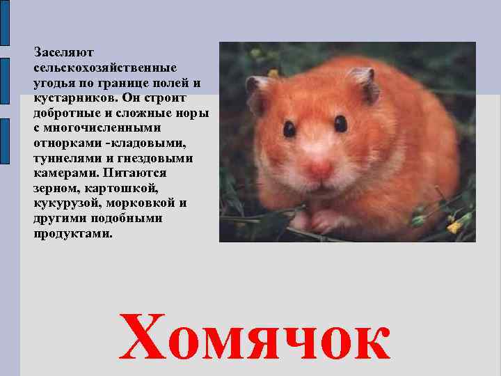 Заселяют сельскохозяйственные угодья по границе полей и кустарников. Он строит добротные и сложные норы