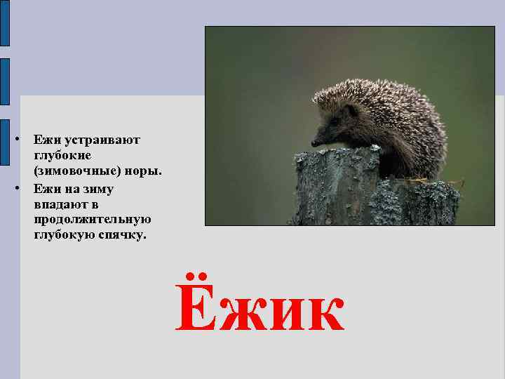  • Ежи устраивают глубокие (зимовочные) норы. • Ежи на зиму впадают в продолжительную