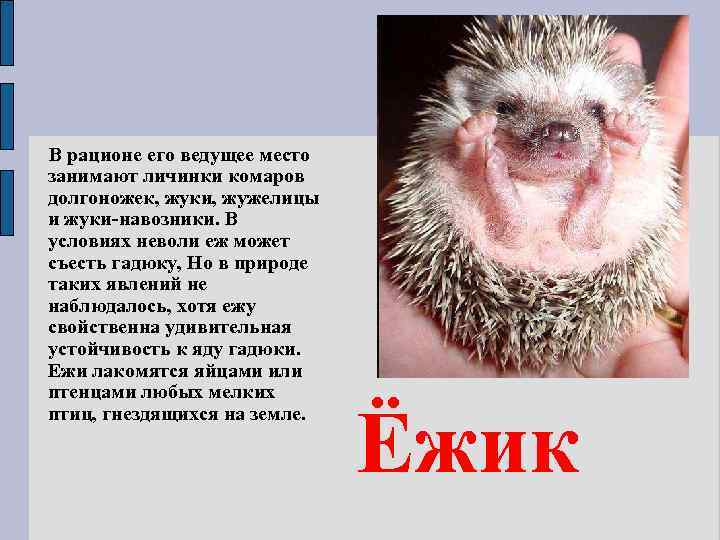 В рационе его ведущее место занимают личинки комаров долгоножек, жуки, жужелицы и жуки-навозники. В