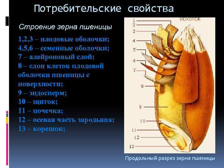 Потребительские свойства Строение зерна пшеницы 1, 2, 3 – плодовые оболочки; 4, 5, 6