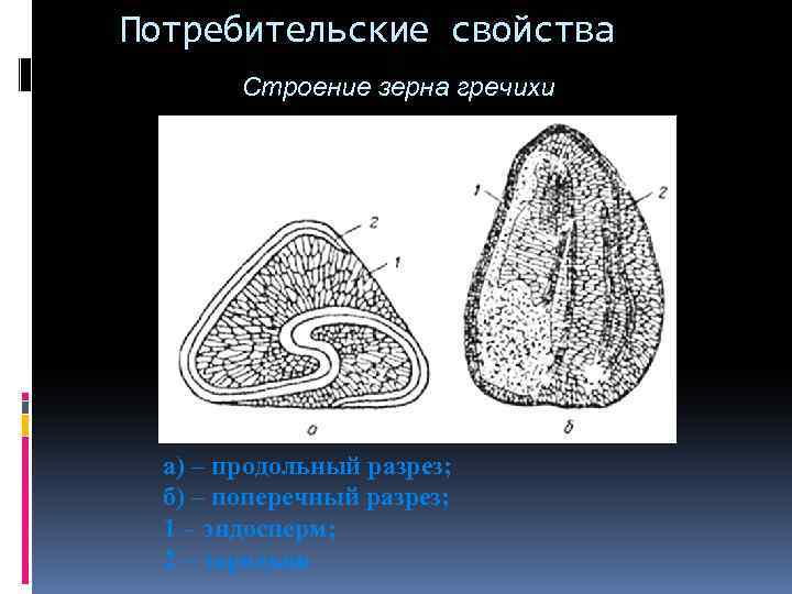 Потребительские свойства Строение зерна гречихи а) – продольный разрез; б) – поперечный разрез; 1