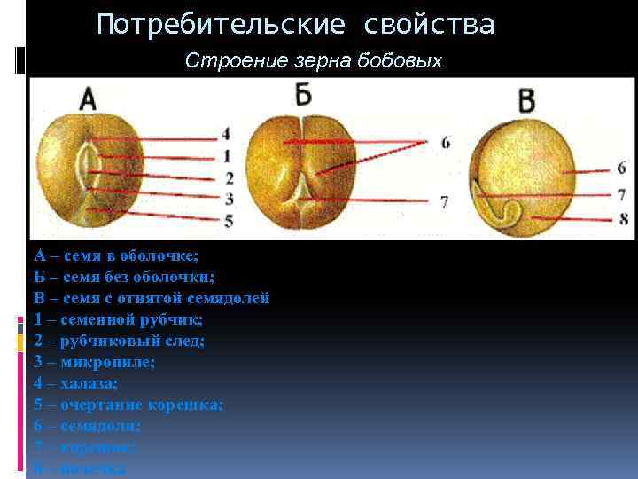 Потребительские свойства Строение зерна бобовых А – семя в оболочке; Б – семя без