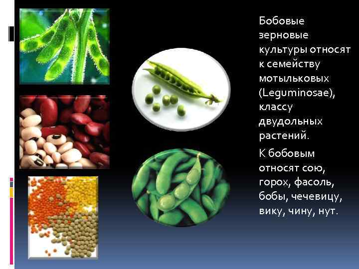 Бобовые зерновые культуры относят к семейству мотыльковых (Leguminosae), классу двудольных растений. К бобовым относят