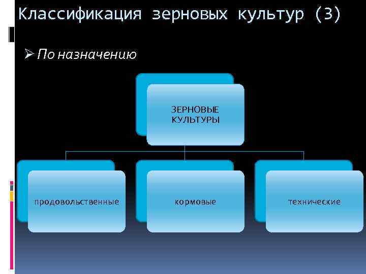 Классификация зерновых культур (3) Ø По назначению ЗЕРНОВЫЕ КУЛЬТУРЫ продовольственные кормовые технические 