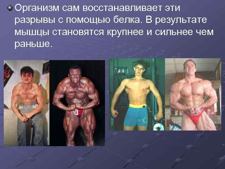 Организм сам восстанавливает эти разрывы с помощью белка. В результате мышцы становятся крупнее и