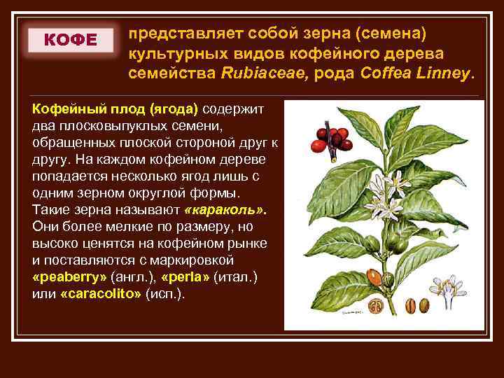 КОФЕ представляет собой зерна (семена) культурных видов кофейного дерева семейства Rubiaceae, рода Coffea Linney.