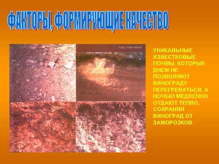 УНИКАЛЬНЫЕ ИЗВЕСТКОВЫЕ ПОЧВЫ, КОТОРЫЕ ДНЕМ НЕ ПОЗВОЛЯЮТ ВИНОГРАДУ ПЕРЕГРЕВАТЬСЯ, А НОЧЬЮ МЕДЛЕННО ОТДАЮТ ТЕПЛО,