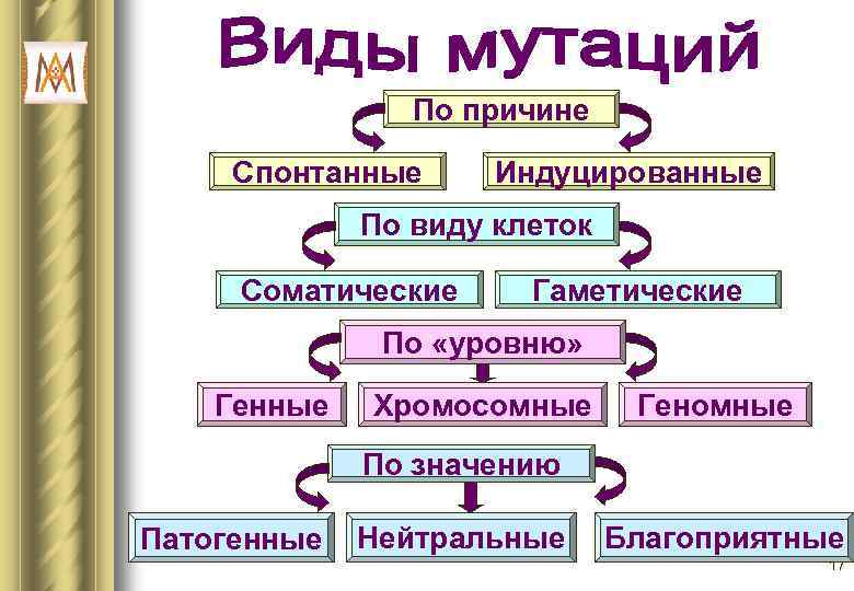 По причине Спонтанные Индуцированные По виду клеток Соматические Гаметические По «уровню» Генные Хромосомные Геномные