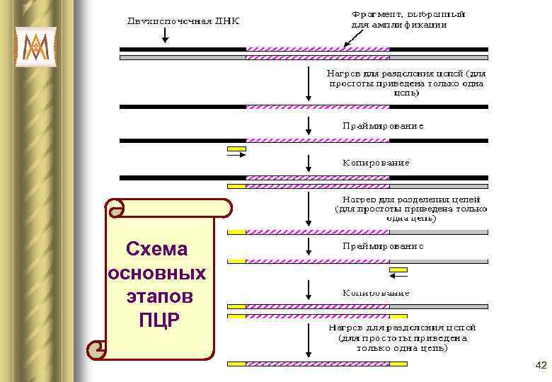 Схема основных этапов ПЦР 42 