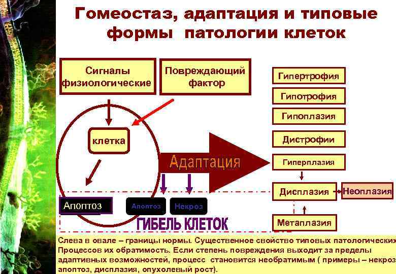 Гипоксия патофизиология презентация