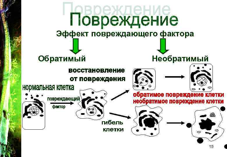  Эффект повреждающего фактора Обратимый Необратимый 15 
