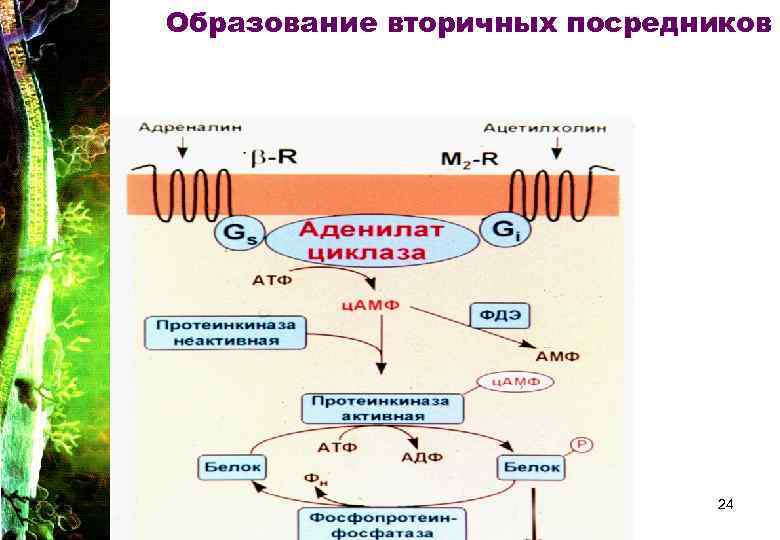 Образование вторичных посредников 24 